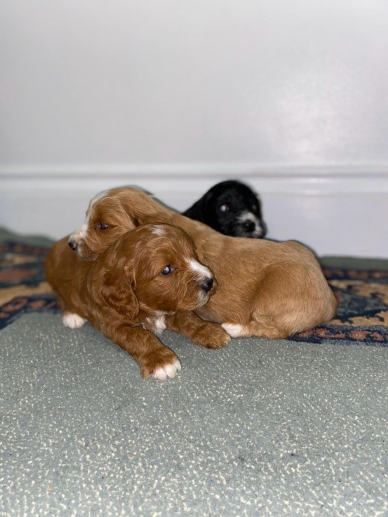 Cockapoo puppies for sale 