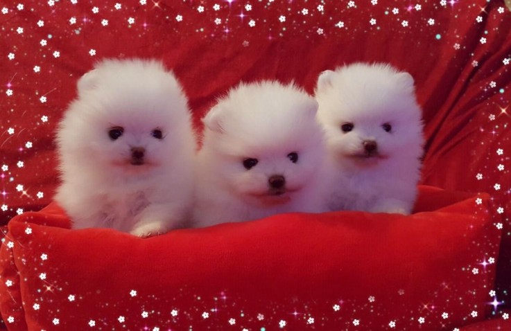 Pomeranian puppies for sale 
