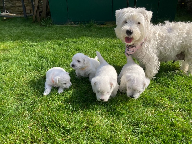 West Highland Terrier puppies for sale 