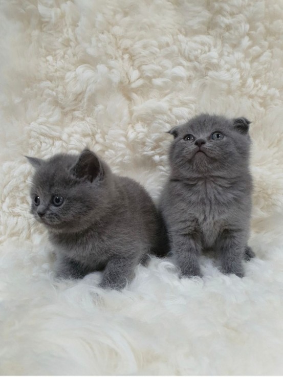 Scottish Fold kittens  for sale 
