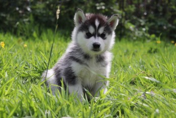 Siberian Husky puppies for sale 