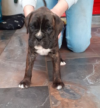 Boxer puppies for sale 
