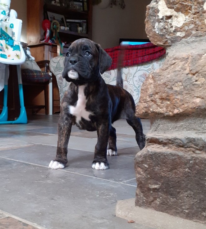 Boxer puppies for sale 
