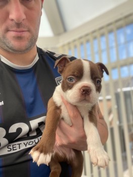 Boston Terrier puppies for sale 