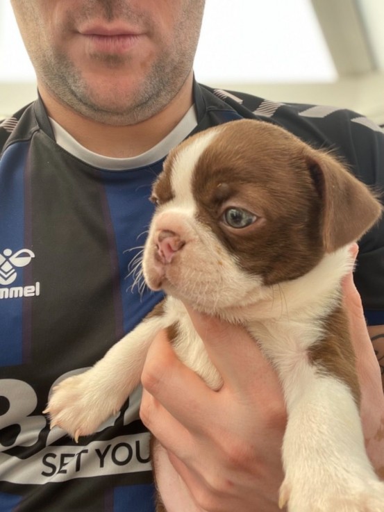 Boston Terrier puppies for sale 
