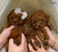 Miniature Poodle puppies for sale 