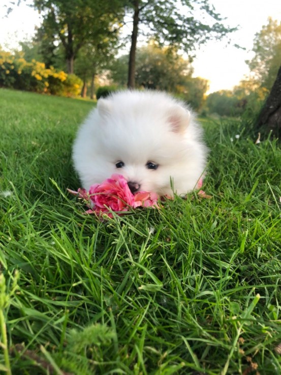 Quality Pomeranian Puppies for sale 