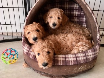Goldendoodle puppies for sale 
