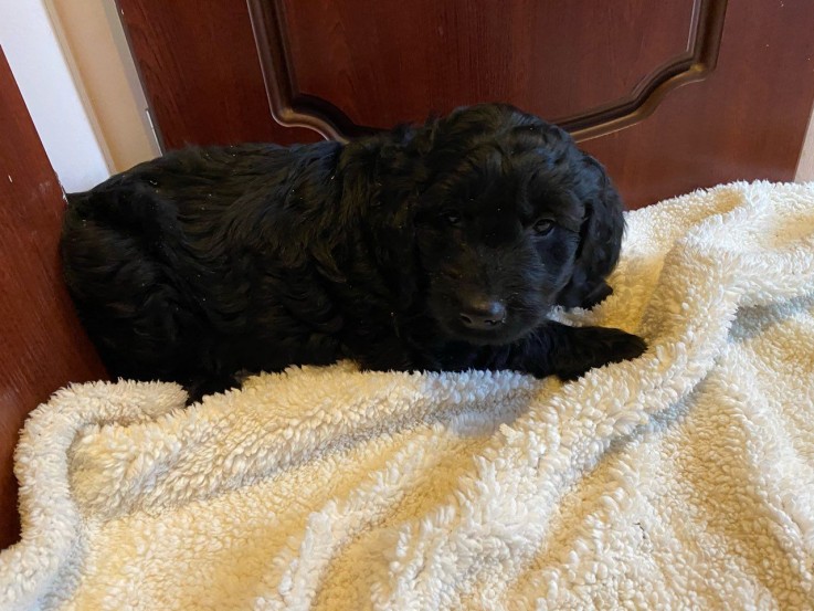 Goldendoodle puppies for sale 