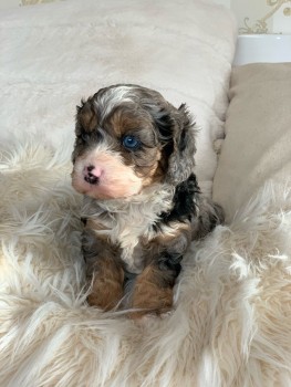 Lovely and Wonderful cavapoo young doggi