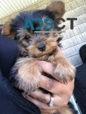 Yorkshire terrier puppies