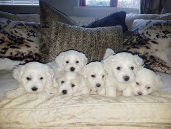 Maltese Puppies awaits you Puppies await