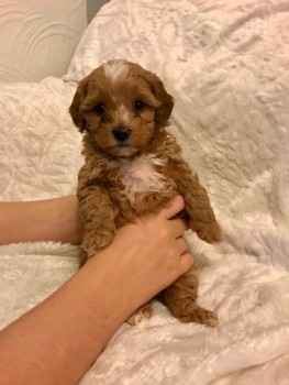 Beautiful maltipoo puppy for sale.