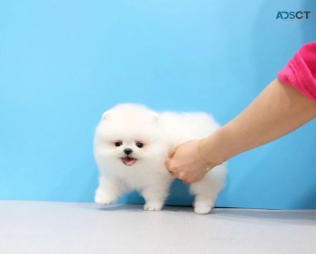 Pomeranian Puppies for sale 