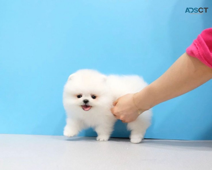 Pomeranian Puppies for sale 
