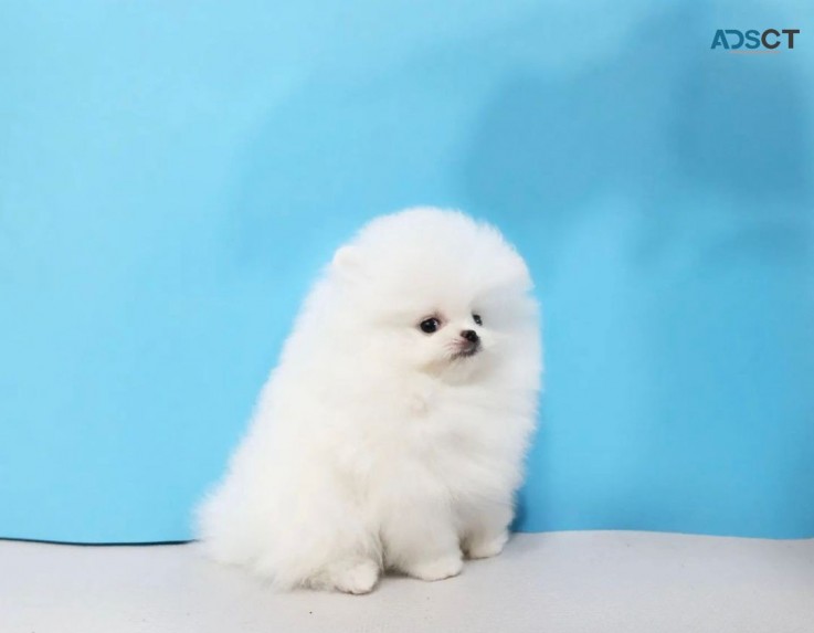 Pomeranian Puppies for sale 