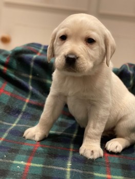 Adorable Labrador Pups for sale.