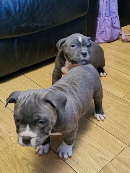 Amazing Staffordshire Bull Pups For Sale