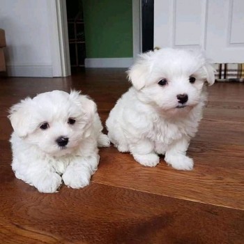 2 females Maltese puppies