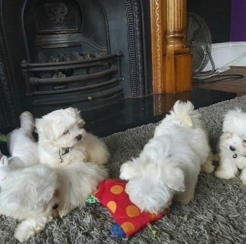 CUTE MALTESE PUPPIES AVAILABLE