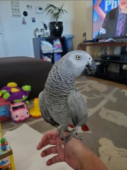 Female African Grey parrot 