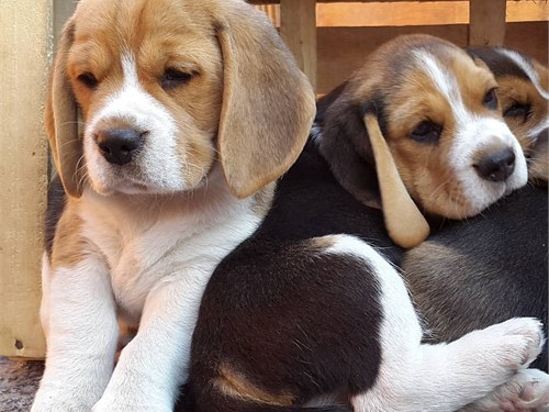 beagle puppy's for adoption