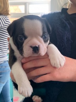 boston terier puppy's available 