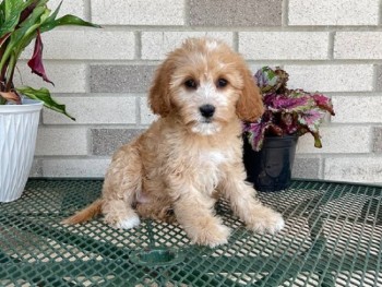 purebred Cavapoo puppies ready to go
