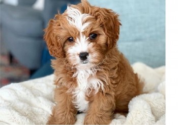 10 weeks old Cavapoo puppies available.