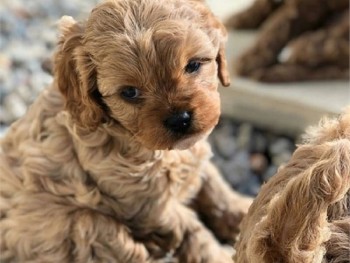 Active and playful Cavapoo puppies for s