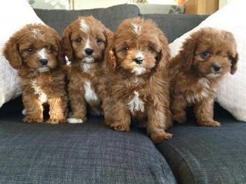 Available Now Purebred Cavapoo Puppies 