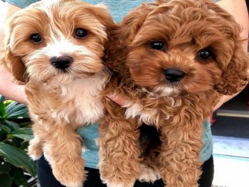 Cute Cavapoo puppies for sale 