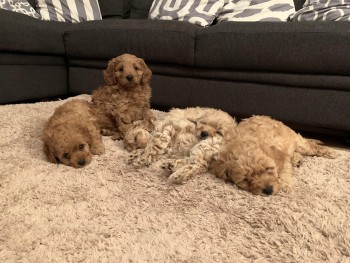 House trained Cavapoo puppies for sale