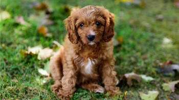 Good Quality Cavapoo puppies for Sale  