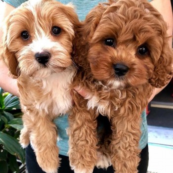 Good looking Cavapoo Puppies for Sale 