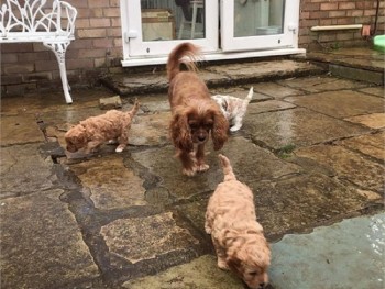Perfect Cavapoo Puppies you must get one