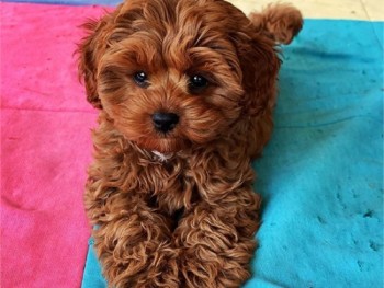 Socialized Cavapoo puppies for sale