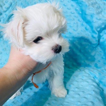 LOVELY ADORABLE MALTESE PUPPY AVAILABLE