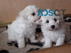 Bichon Frise Puppies for sale.