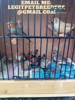 FINCH   BIRDS   WITH CAGE AND PAPERWORK