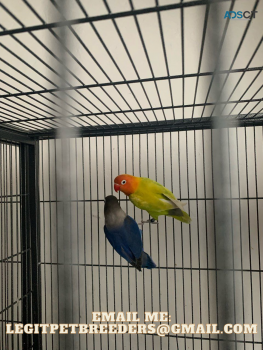 PROVEN PAIR OF  LOVEBIRDS FOR SALE