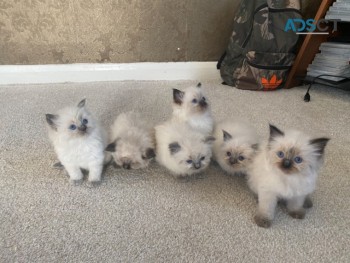 FABULOUS RAGDOLL KITTENS FOR A NEW HOME