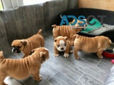 English Bulldog Puppies For sale