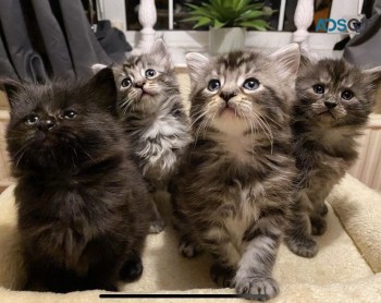 Maine Coon kittens  
