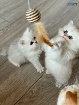  Chinchilla Persian Kittens 