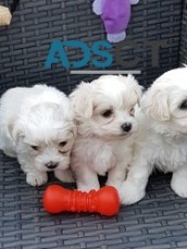 Affectionate Maltese puppies  