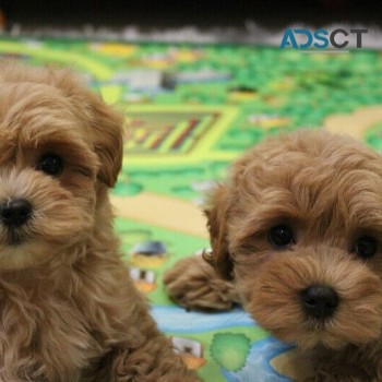 Super Maltipoo puppies for sale