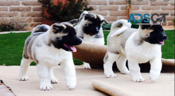 AKITA PUPPIES LOOKING FOR A LOVELY HOME