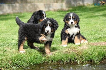 FULL BREED BERNESE MOUNTAIN PUPPIES