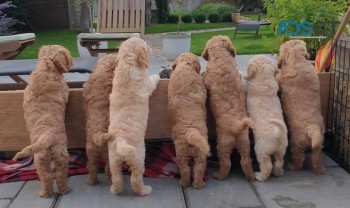 ASTONISHING GOLDENDOODLE PUPPIES FOR SAL
